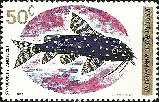 Fish (1973), Polka Dot Squeaker (Synodontis angelicus)