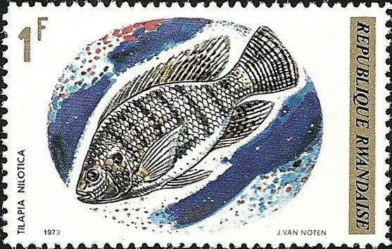 Pescado (1973), Tilapia del Nilo (Tilapia nilotica)