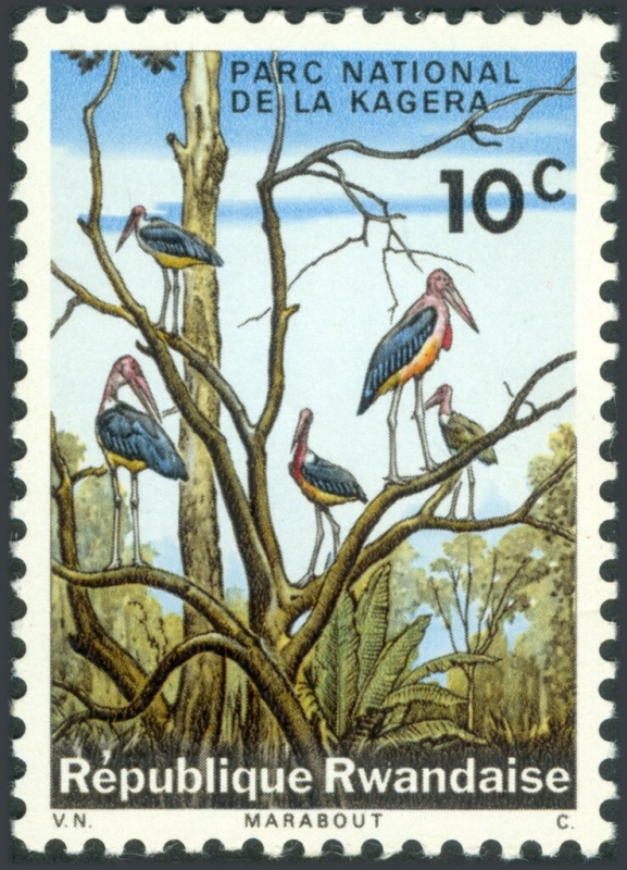 Parque Nacional de Kagera, cigüeña marabú (Leptoptilos crumeniferus)