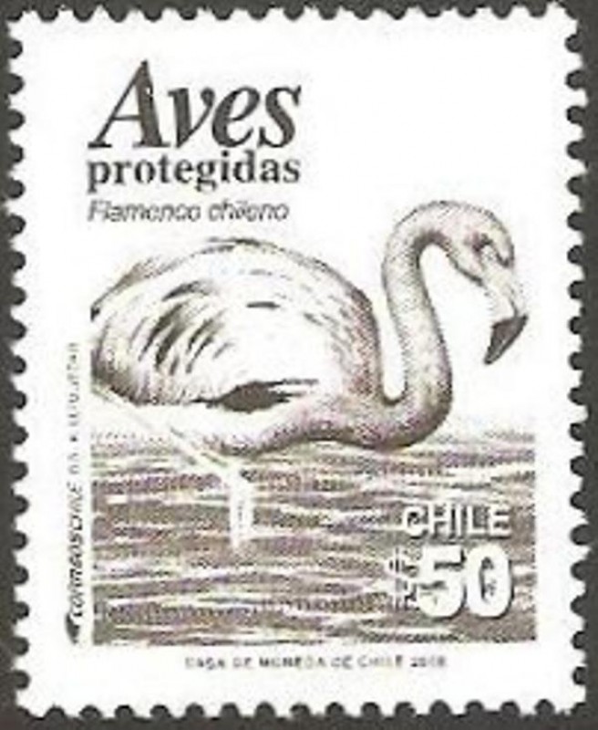 aves protegidas, flamenco chileno