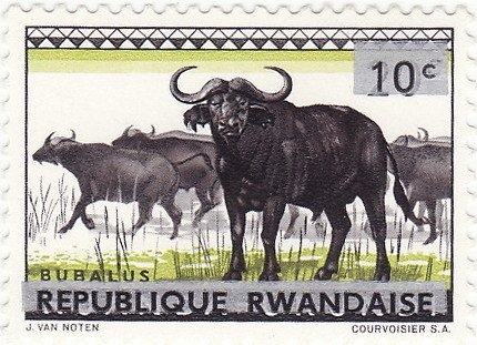 Fauna (1964), búfalo africano (Syncerus caffer)