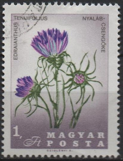 Tenuifolius Edraianthus