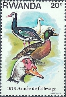 Año de cría, ganso doméstico (Anser anser domesticus), pato doméstico