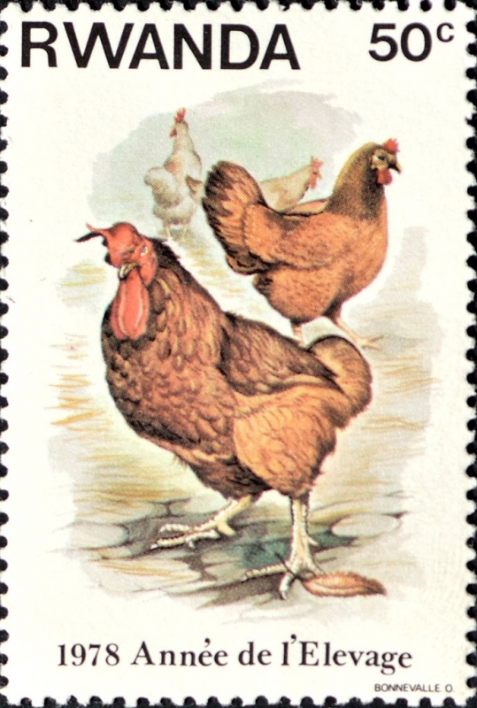 Año de Cría, Pollo (Gallus gallus domesticus)