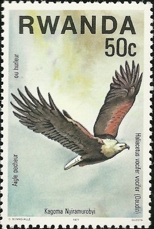 Aves rapaces, águila pescadora africana (Haliaeetus vocifer)