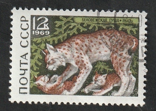 3531 - Lynx