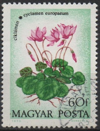Flores: Cyclamen