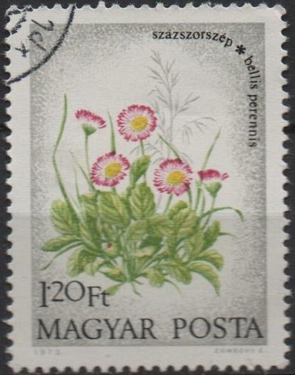 Flores: Magaritas