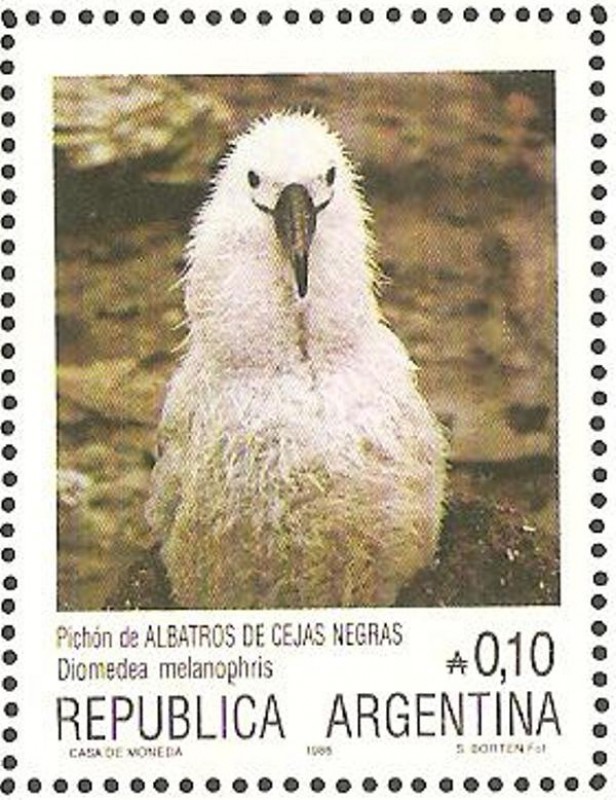 pichon de albatros de cejas negras