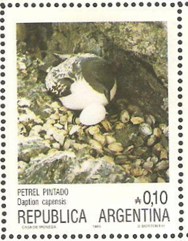 petrel pintado