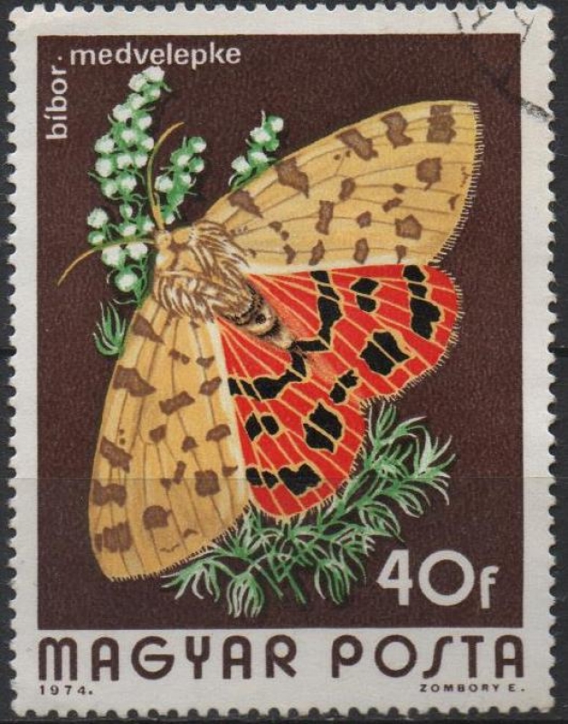 Mariposas: Rhyparia Purpurata