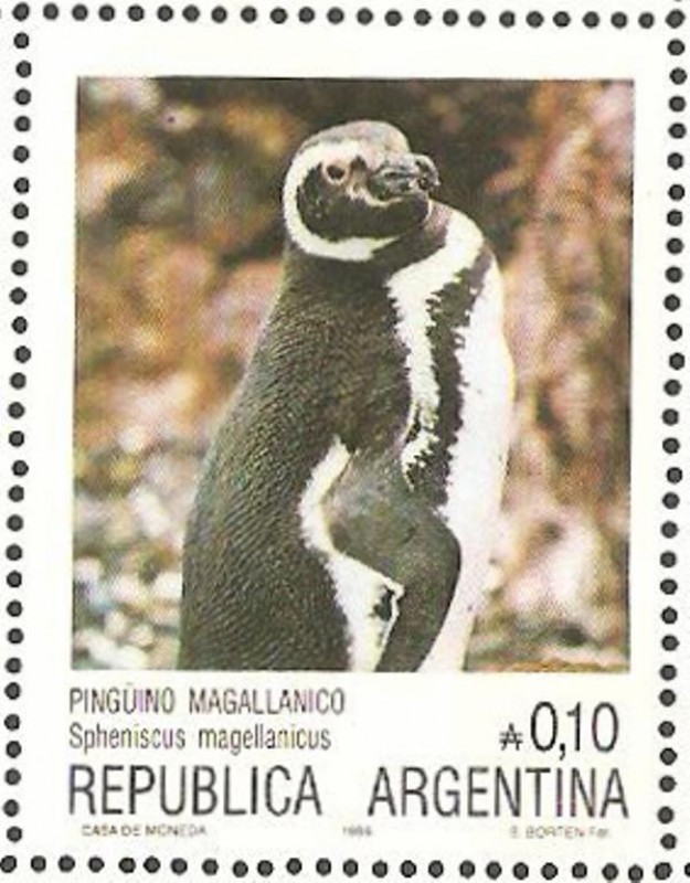 pinguino magallanico