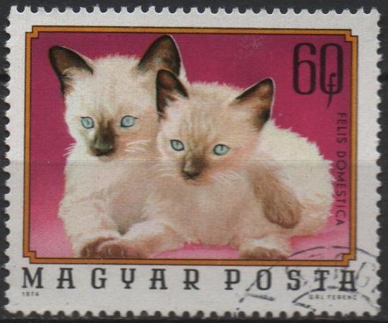 Gatitos Siameses
