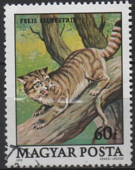 Protecion d' l' Fauna: Gato Salvaje