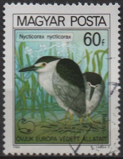 Garza negra Coronado