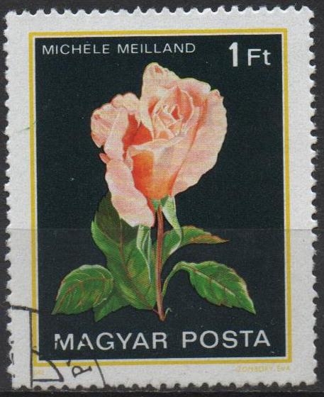 Rosas. Michele Meilland