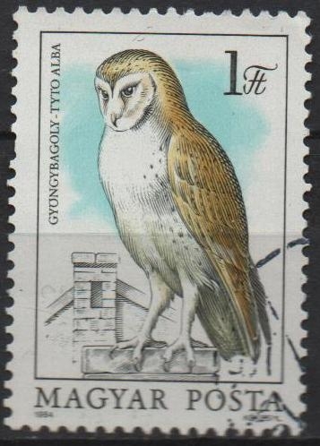 Buhos: Tyto alba