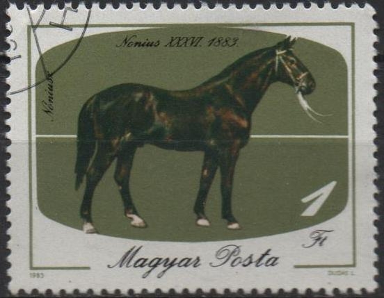 Caballos: Cataño oscuro