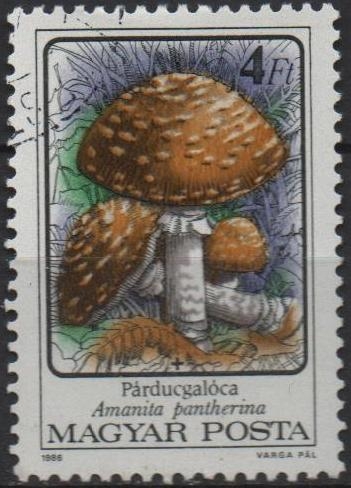 Hongos: Amanita Panterina