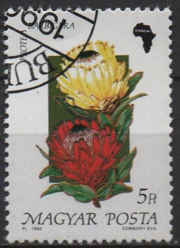 Flores d' Africa, Barbigera protea