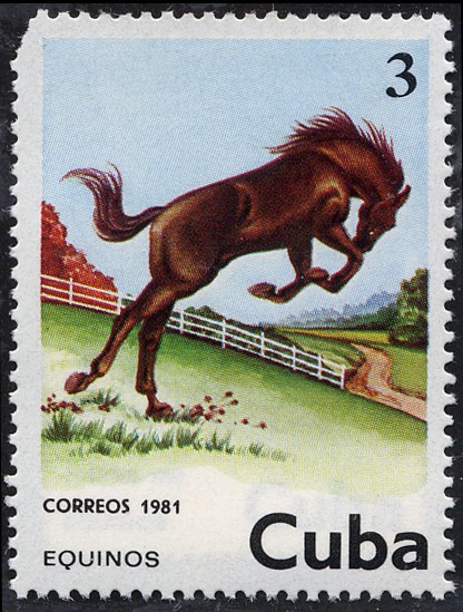 Caballos