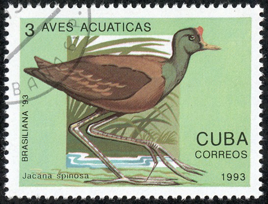 Aves acuaticas