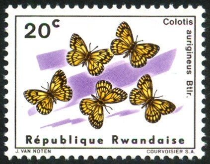 Mariposas (1965), árabe dorada africana (Colitis aurigineus)
