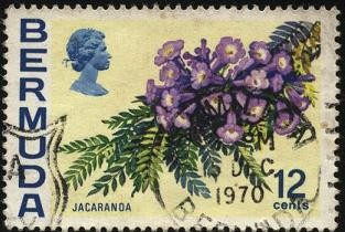 Bermudas. Rama y flores de Jacarandá.