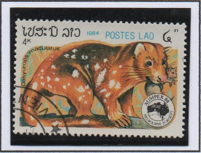 Marsupial,Quol tigre
