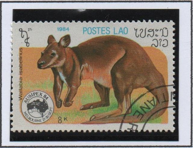 Marsupial, Wallaby