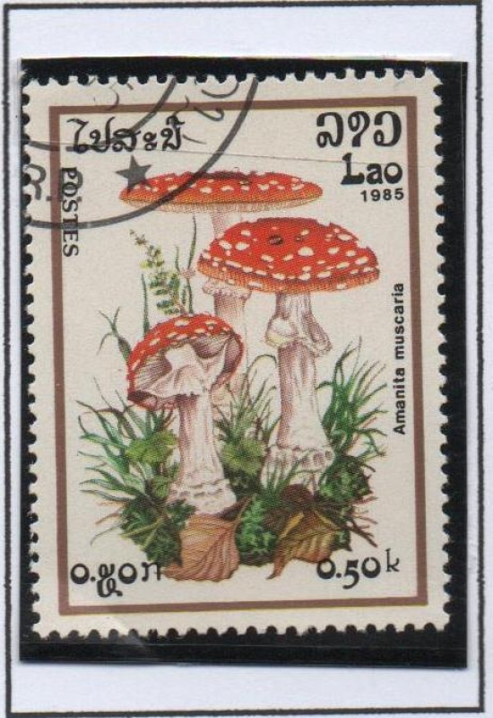 Hongos; Amanita muscaria