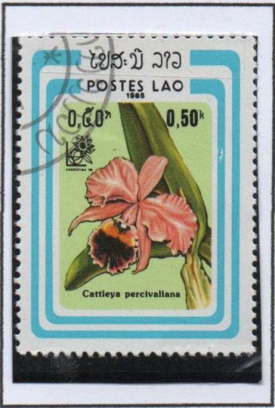Orquídeas, Cattleya percivaliana