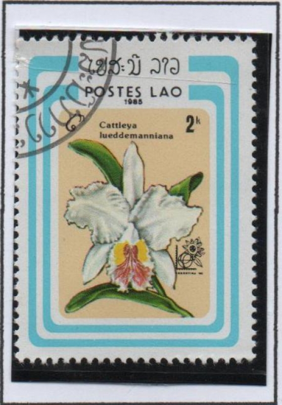 Orquídeas, Cattleya