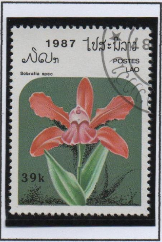 Orquídeas, Sobralia