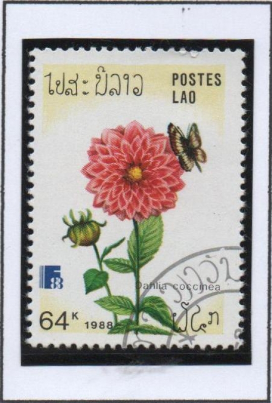 Flores, Dahlia coccine