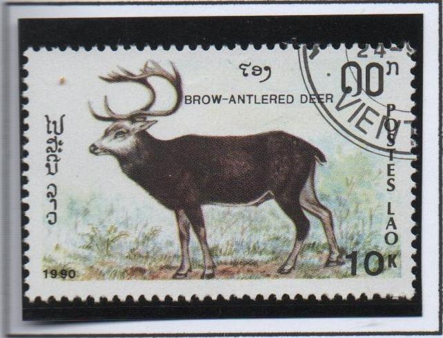 Animales en peligro,Ciervo d' frente-anjtlered