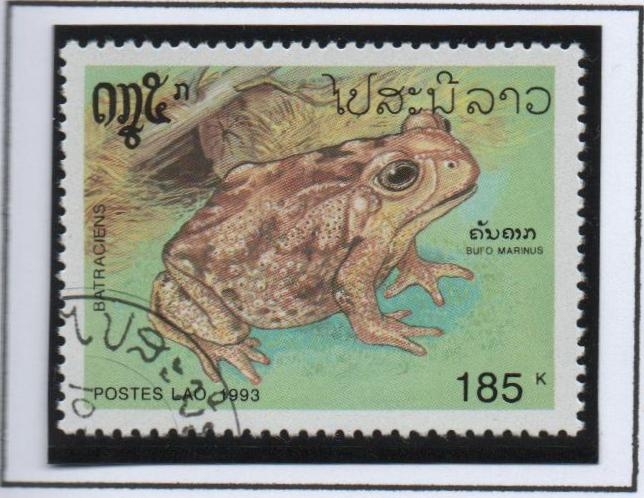 Ranas: Bufo marinus