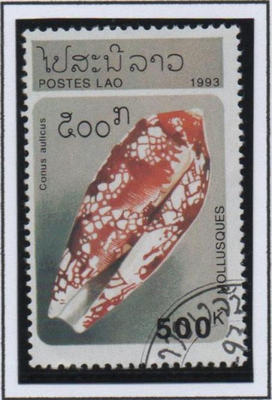 Conus aulicus