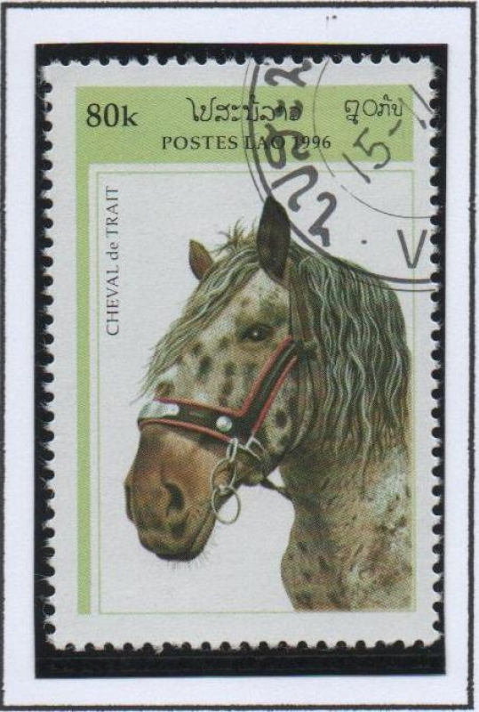 Caballos d' Tiro