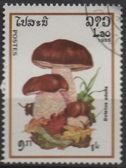 Boletus edulis