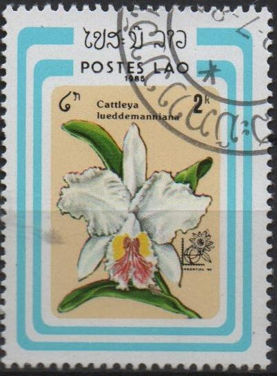 Cattleya