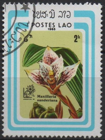 Maxillaria