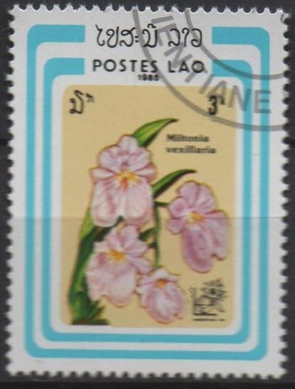 Mitonia vexilolaria