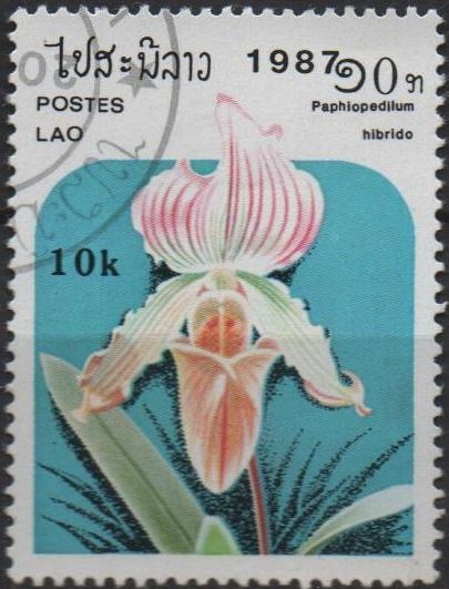 Orquídeas, Paphiopedilum hibrido