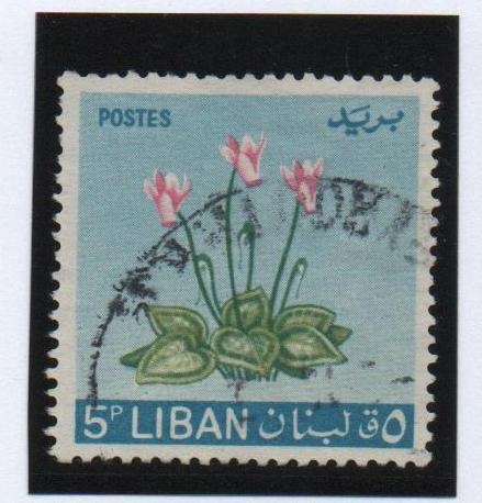 Cyclamen