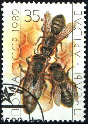 serie- Las abejas- Reina y obreras