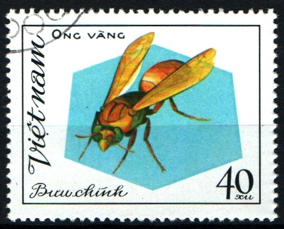 serie- Abejas y avispas