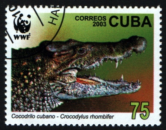 WWF- Cocodrilo cubano