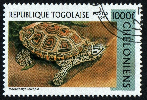 serie- Tortugas