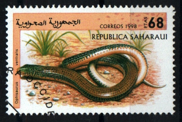 serie- Reptiles